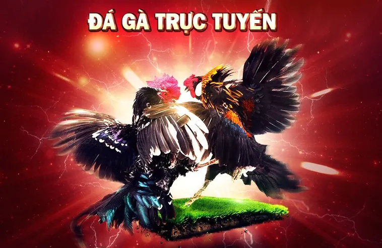 Tham Gia Đá Gà WS168 Tại BK8: Hướng Dẫn Chi Tiết Để Thắng Lớn 2 Tham Gia Đá Gà WS168 Tại BK8: Hướng Dẫn Chi Tiết Để Thắng Lớn